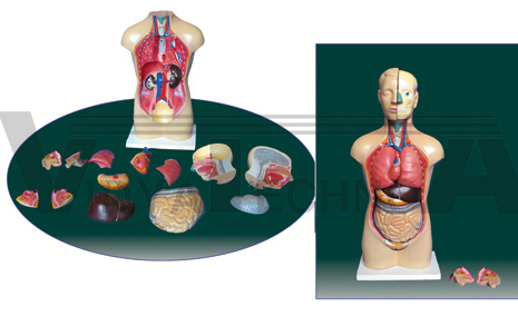 The model of dual-sex torso